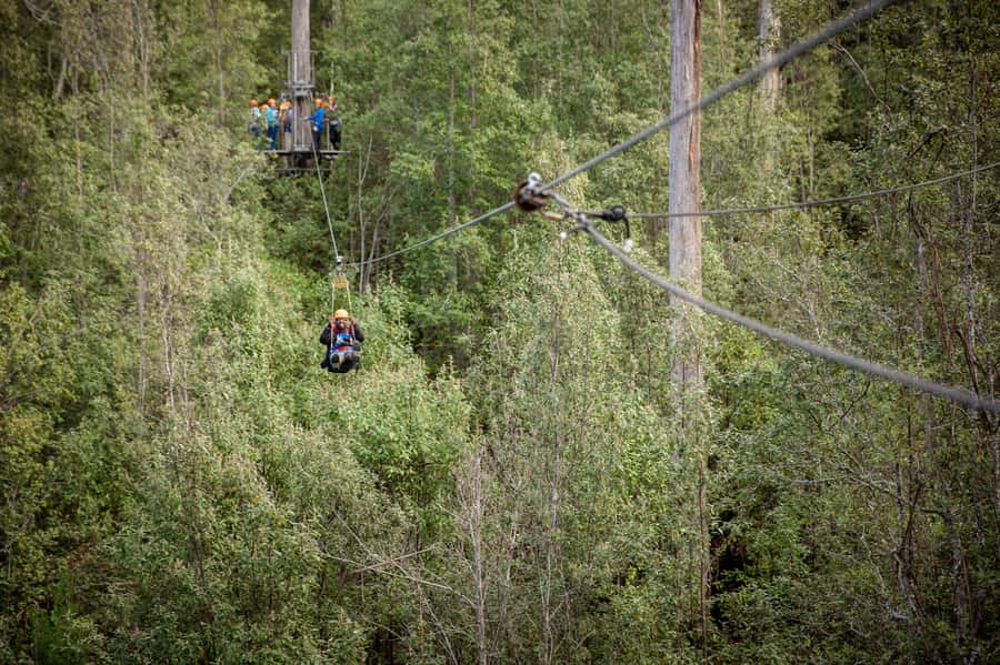 Launceston: Hollybank Forest Treetop Zip Lining with Guide - Why Hollybank Forest makes a good zipline setting