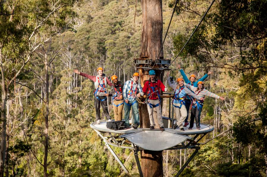 Launceston: Hollybank Forest Treetop Zip Lining with Guide - The first 10 minutes: harness training and a short walk