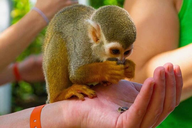 Monkey Enconter & Zip line Adventure - Seven zipline stations across El Choco National Park