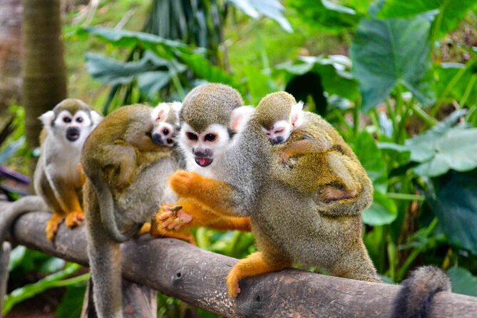 Monkey Enconter & Zip line Adventure - Practical preparation for the day