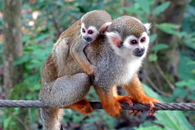Monkey Enconter & Zip line Adventure - The monkey-area rules are important