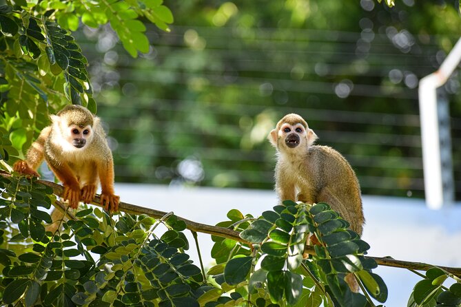 Monkey Encounter and Zip Line Tour from Amber Cove and Taino Bay - Key points to know before you book