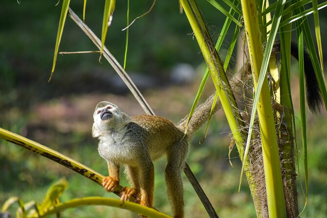 Monkey Encounter and Zip Line Tour from Amber Cove and Taino Bay - Leaving Amber Cove or Taino Bay by air-conditioned vehicle