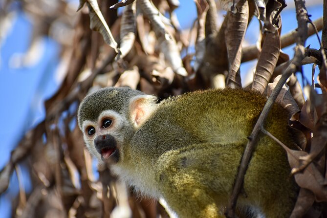 Monkey Encounter and Zip Line Tour from Amber Cove and Taino Bay - Dominican lunch with rice, beans, and fried plantains
