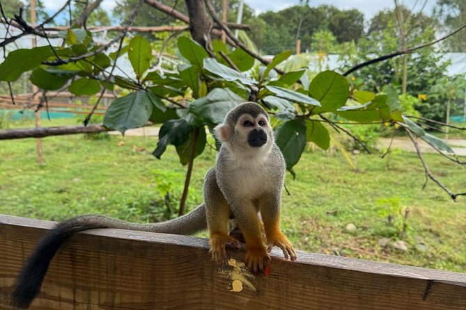Monkey Encounter and Zip Line Tour from Amber Cove and Taino Bay - Meeting the squirrel monkeys in Puerto Plata