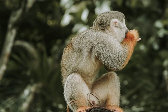 Monkey Jungle with Zip line - A four-hour look at Puerto Plata beyond the resort