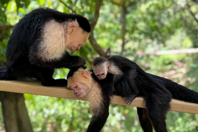 Monkey/Sloth Park + Zipline And City Tour In Roatan - Mayak Chocolate keeps the cocoa story short