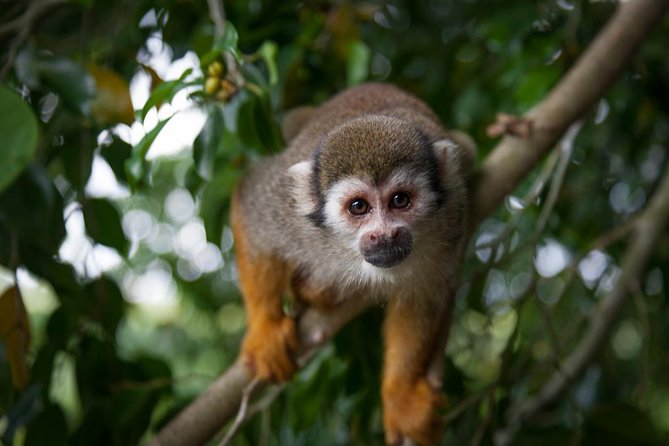 Monkeyland and Zipline Adventure from Puerto Plata - A wildlife visit with a zipline course attached