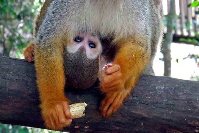 Monkeyland and Zipline Adventure from Puerto Plata - What the zipline views are really like