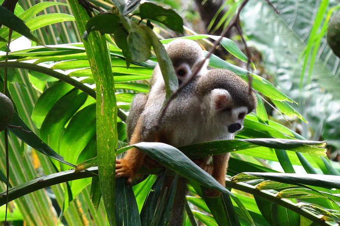 Monkeyland and Zipline Adventure from Puerto Plata - Is $90 a fair price?