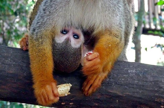 Monkeyland and Zipline Adventure from Puerto Plata - Physical requirements and important restrictions