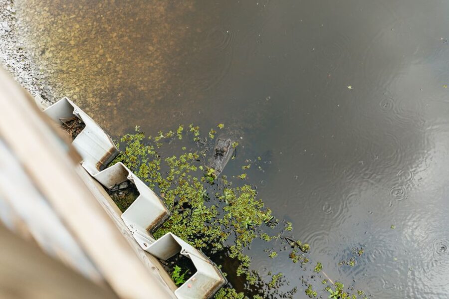 New Orleans: Swamp Zipline Tour - Key points to know before you book