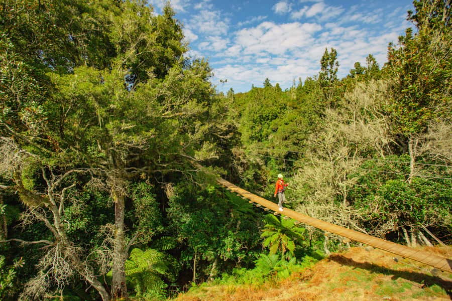Okere Falls: Zipline over Waterfalls Experience - Forest paths, bridges, and viewpoints