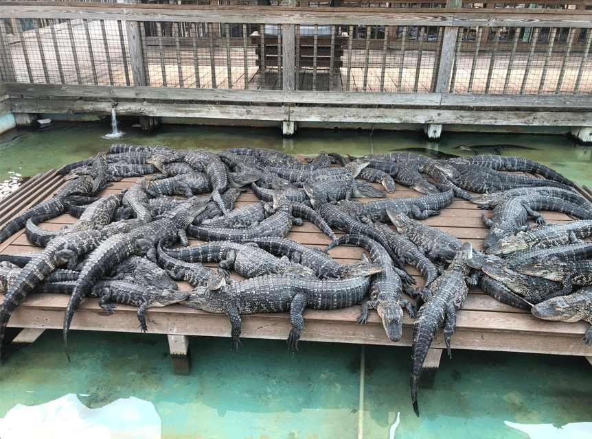 Orlando: Gatorland Zipline Adventure w/ Full-Day Park Access - Is $74 a good value?