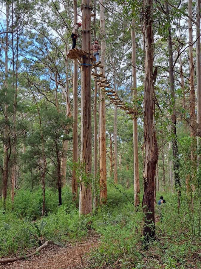 Pemberton: 2.5h Ultimate Ziplines & High Ropes Experience - The safety briefing and equipment