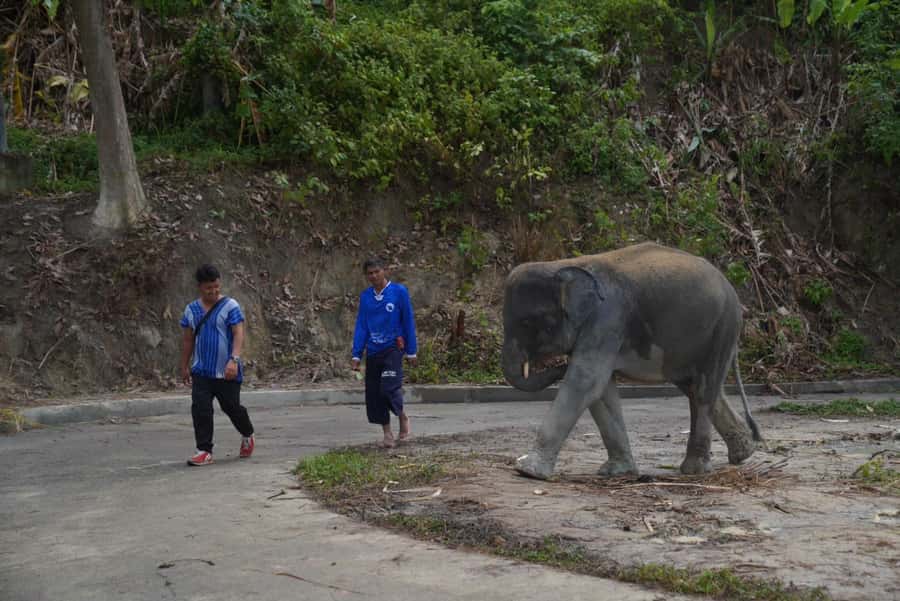 Phuket: Elephant Sanctuary & Zipline Adventure Combo - Key points at a glance