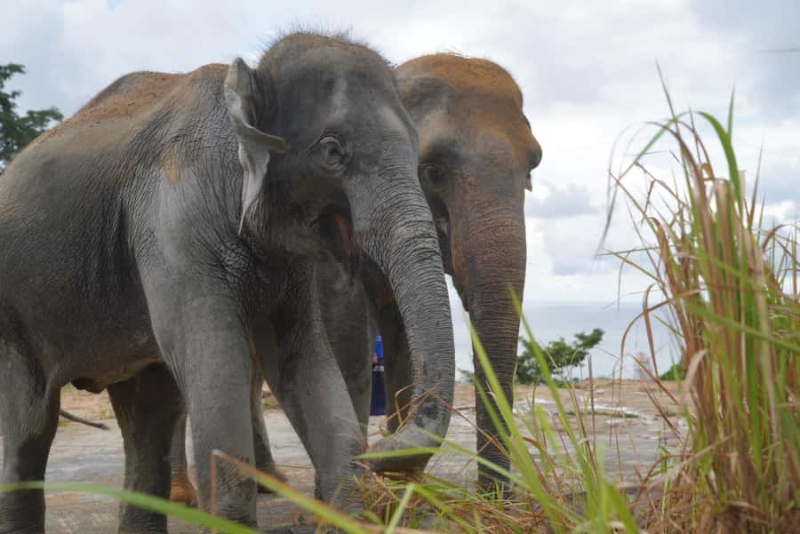 Phuket: Elephant Sanctuary & Zipline Adventure Combo - The transfer route and the time problem
