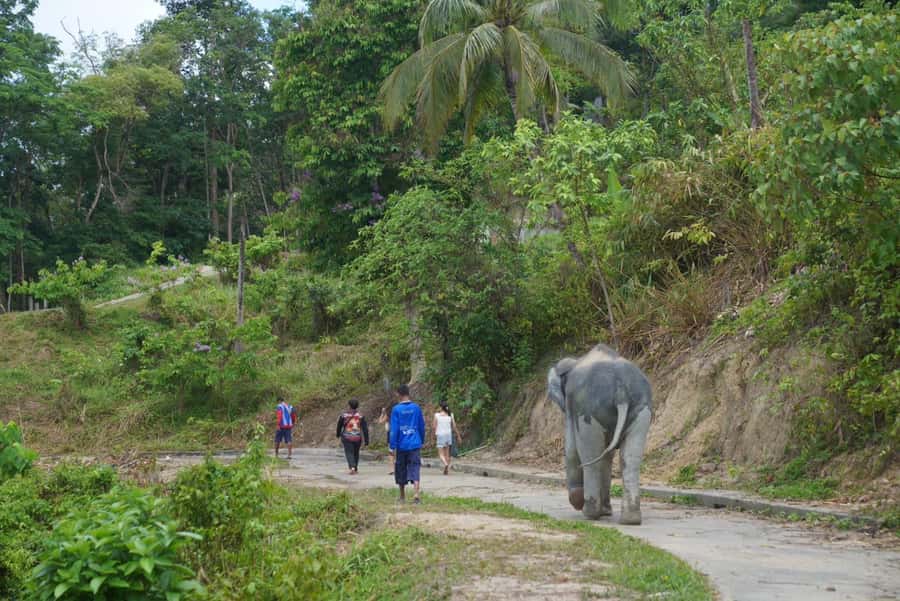 Phuket: Elephant Sanctuary & Zipline Adventure Combo - FAQ