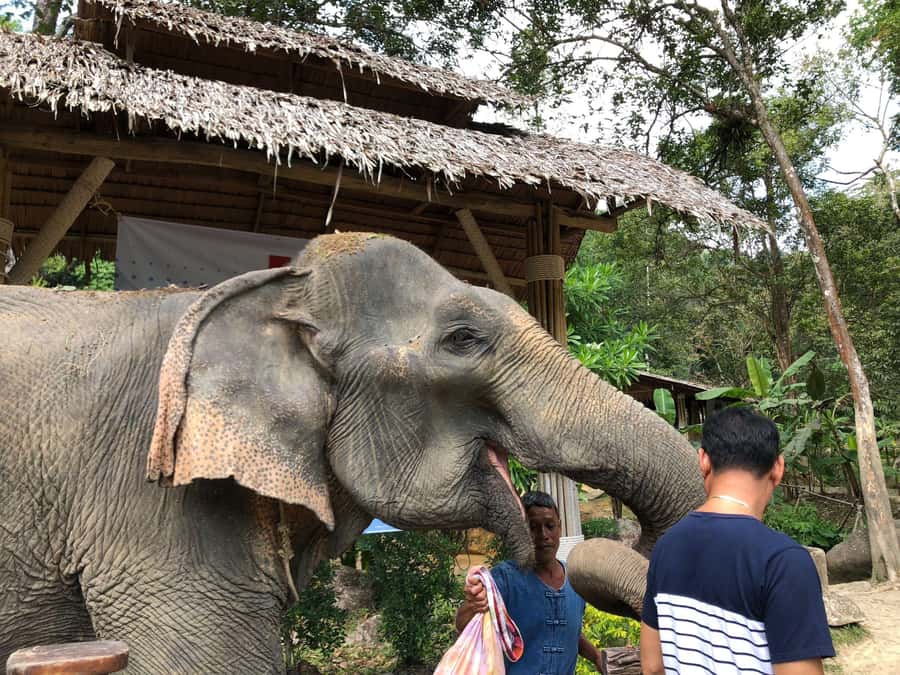Phuket: White Water Rafting, Zipline, and Elephant Sanctuary - Who should book this packed adventure?