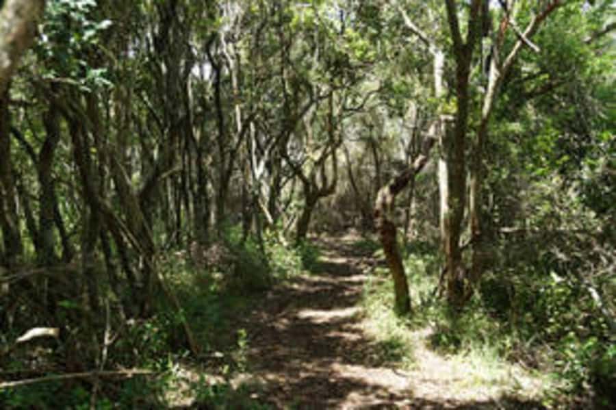 Plettenberg: 2-Hour Zipline Tour - Six lines, changing speed, and changing views