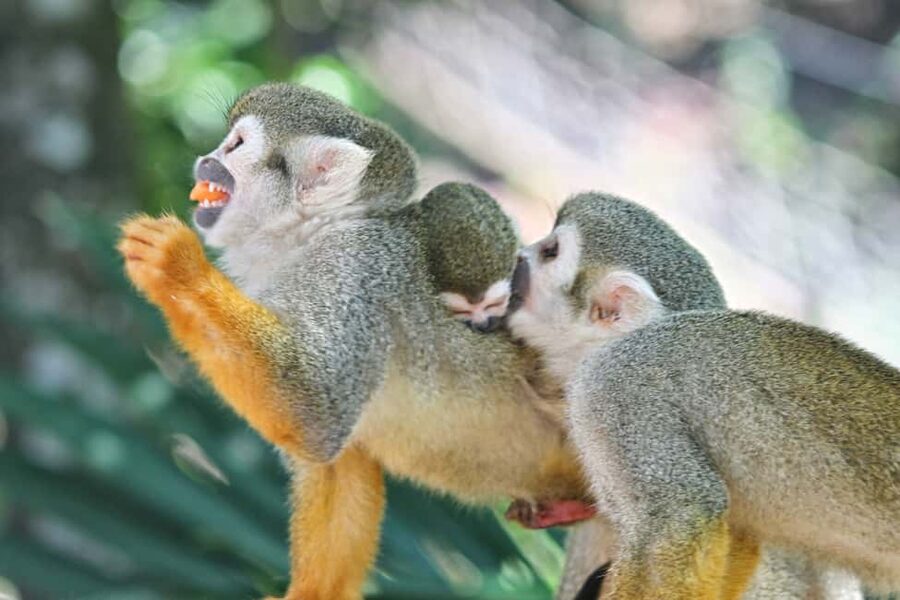 Puerto Plata: Monkeyland and Zip-Line Adventure - A different kind of local connection