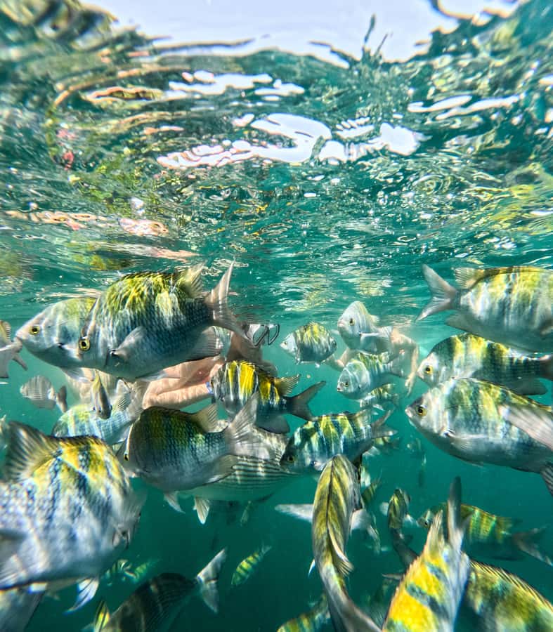 Puerto Vallarta: Zipline Tour, Snorkel & Secret Beach Escape - Why this tour works as a Puerto Vallarta day out