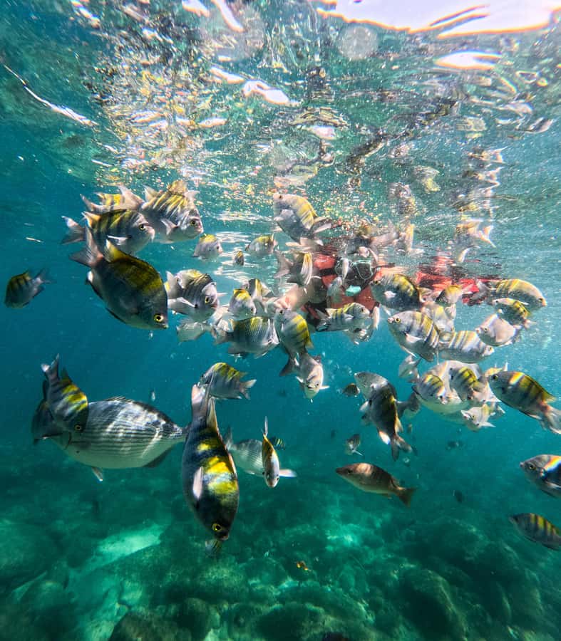 Puerto Vallarta: Zipline Tour, Snorkel & Secret Beach Escape - A long afternoon at Las Ánimas Beach