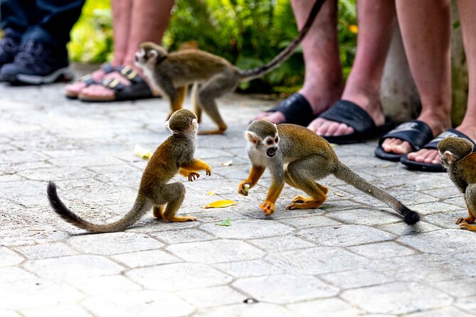 Punta Cana Monkeyland and Zipline Two Adventures in One Day - FAQ