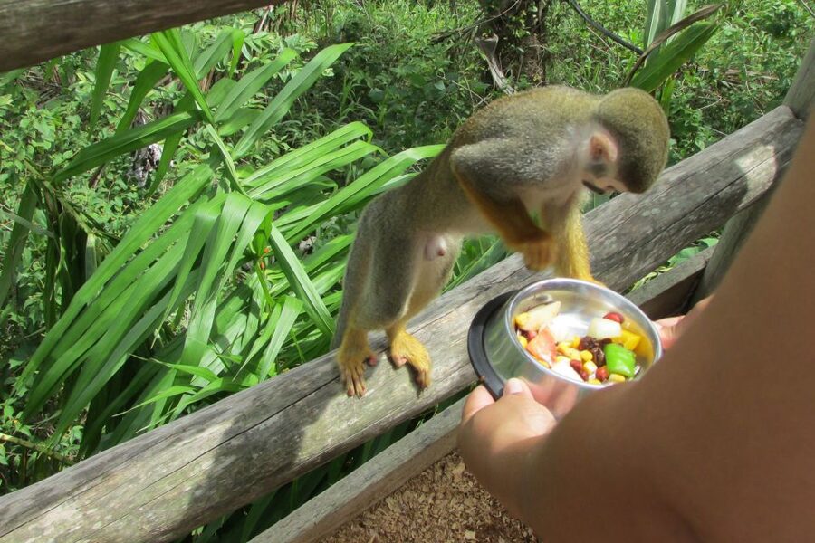 Punta Cana: Ziplines Adventures & Monkeyland Entry - Coconut House and local products
