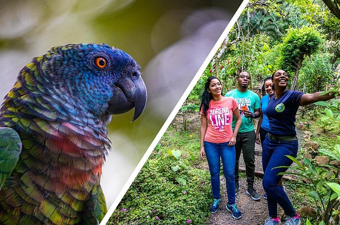 Rainforest Rush: St. Lucia Zip Line Adventure - The Tarzan swing adds a different kind of fear