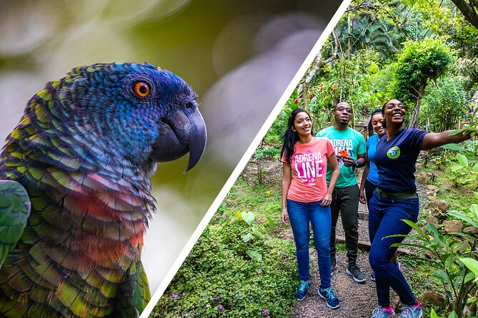 Rainforest Rush: St. Lucia Zip Line Adventure - Who will enjoy this most