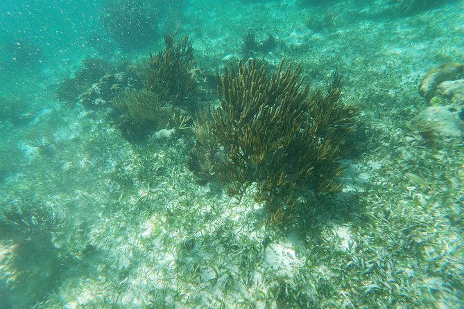 Reef Snorkeling with ATV, Zipline, Cenote that includes lunch and transportation - Swimming in a cenote with a jump platform