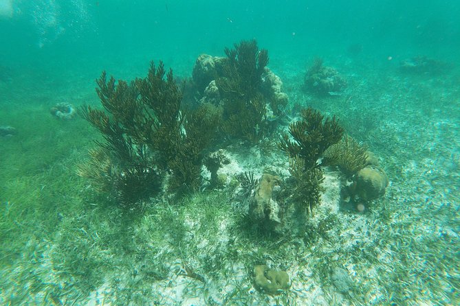 Reef Snorkeling with ATV, Zipline, Cenote that includes lunch and transportation - Food, transport, and the real cost