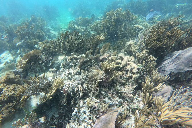 Reef Snorkeling with ATV, Zipline, Cenote that includes lunch and transportation - What to pack for this particular day