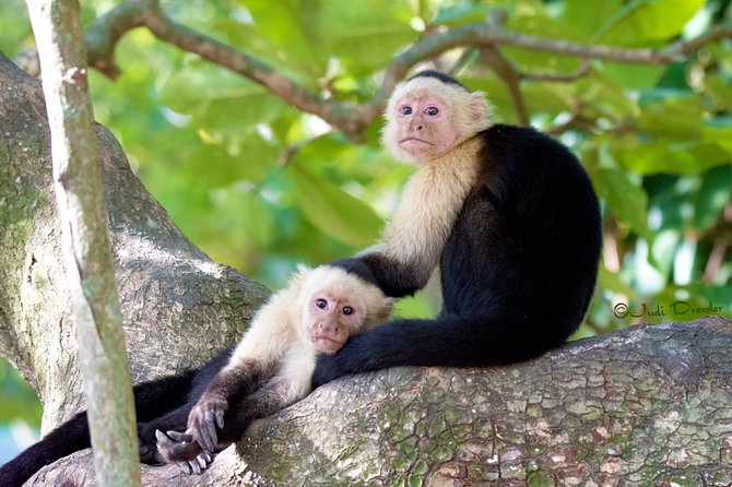 Roatan Canopy Zip Line and Beach Escape - Meeting your ride at the cruise port