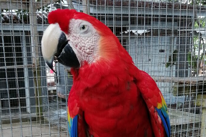 Roatan Zipline Adventure, Sloths & Monkeys,Chocolate Factory Tour - Why the zipline makes this Roatán excursion worth considering