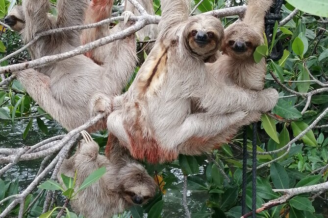 Roatan Zipline Adventure, Sloths & Monkeys,Chocolate Factory Tour - The animal sanctuary: close contact, limited scale