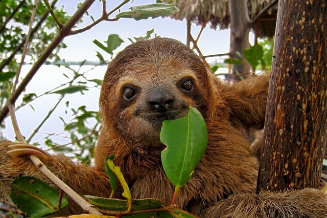 Roatan Zipline Adventure, Sloths & Monkeys,Chocolate Factory Tour - Rum cake, island flavors, and another shopping stop