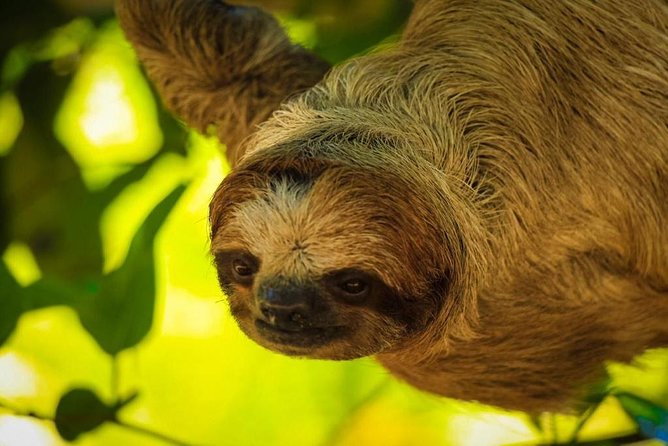 Roatan Zipline, ATV Buggy Ride + Sloths & Exclusive Beach Access - Who will get the most from this outing