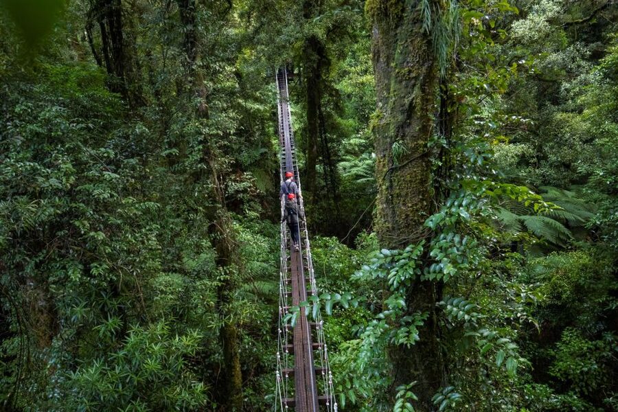 Rotorua: 6 Ziplines, 400m Tandem, Cliff Walk & Swing Bridges - Swing bridges high above the forest floor
