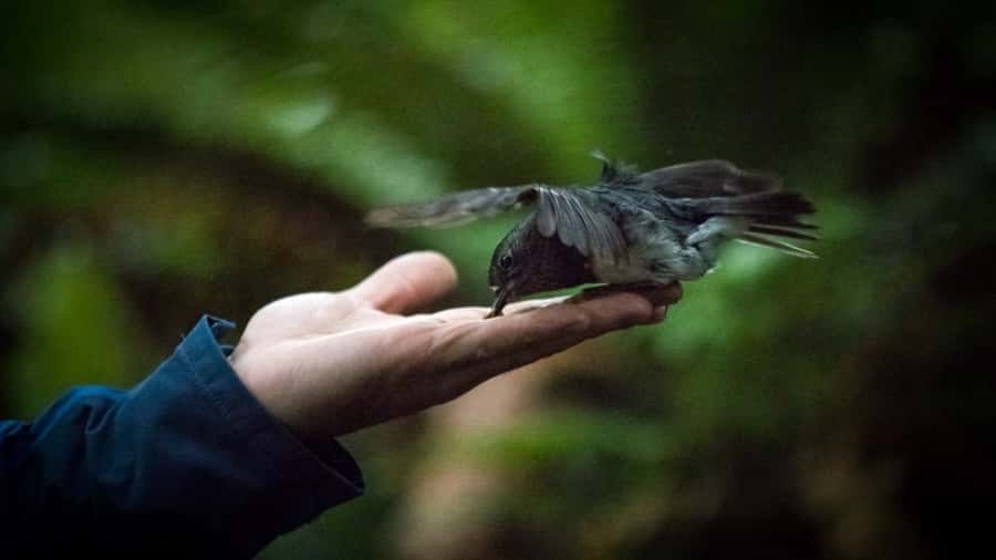 Rotorua: 6 Ziplines, Swing-Bridges & Wildlife Encounters - The 10-minute ride from Rotorua