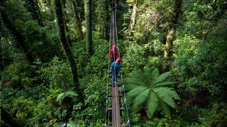 Rotorua: 6 Ziplines, Swing-Bridges & Wildlife Encounters - Wildlife encounters that make this more than an adventure ride