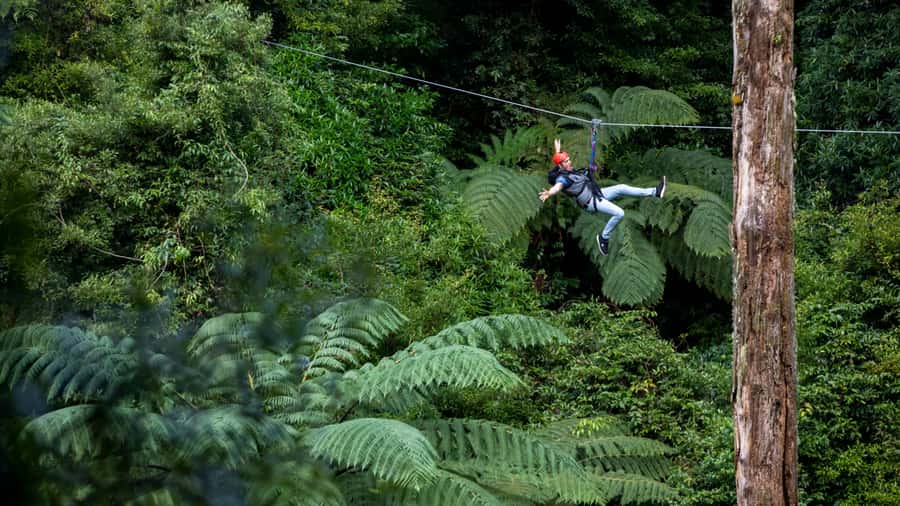 Rotorua: 6 Ziplines, Swing-Bridges & Wildlife Encounters - What the $118 price includes