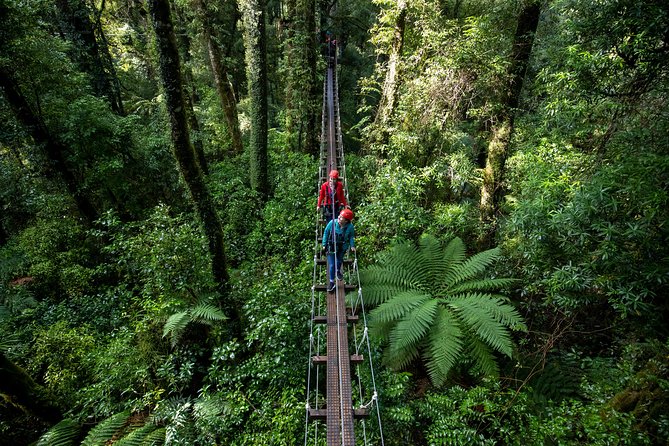 Rotorua Canopy Tours: 2.5Hour Native Forest Zipline Adventure - The Forest Introduction Comes Before the Adrenaline
