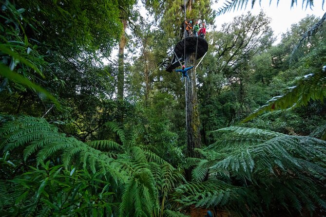 Rotorua’s Ultimate Zipline: 6 ziplines, 400 m Tandem, Cliff Walk - The 400 m tandem zipline is the main thrill
