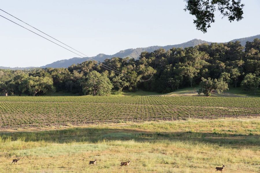 Santa Margarita: Zipline Adventure with 6 Different Ziplines - The 300-foot suspension bridge between the rides