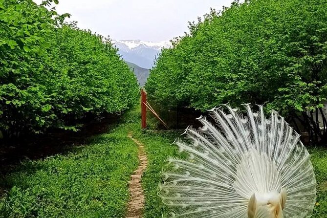 Sheki Adventure Nature Private Tour (Zipline, ATV, Off-road) - Practical planning for the 8:00 am start