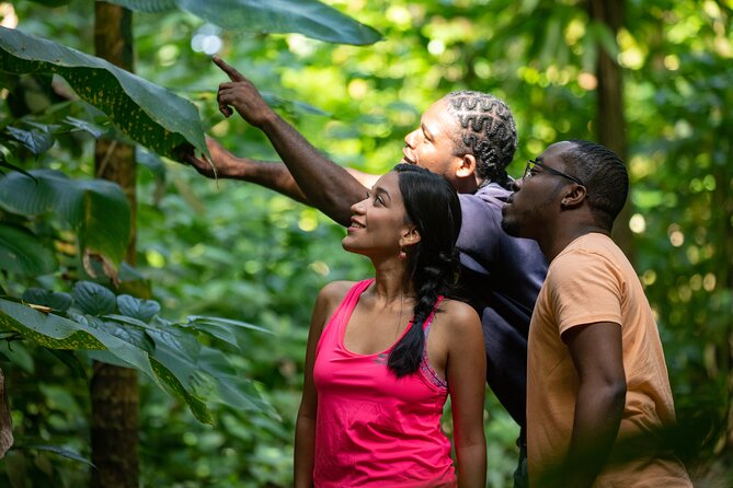 St. Lucia Zip line, Aerial Tram and Hiking tour Ultimate 3 - Eight zip lines and 16 platforms