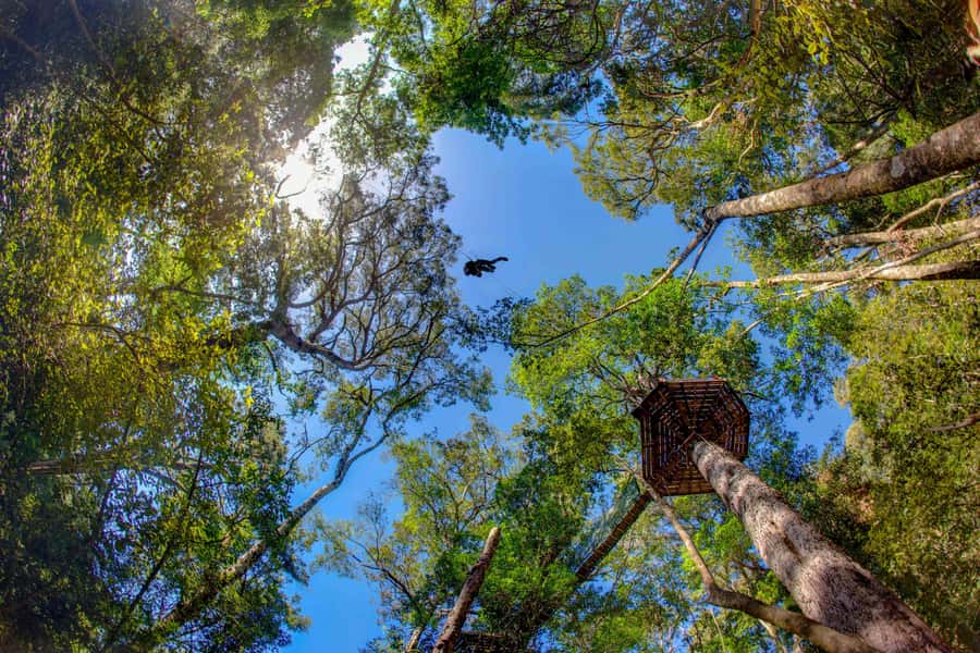Storms River: Tsitsikamma National Park Zipline Canopy Tour - From Stormsrivier to the Tsitsikamma treetops