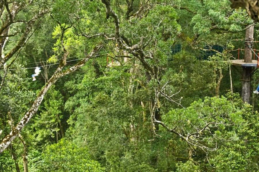 Storms River: Tsitsikamma National Park Zipline Canopy Tour - Who should book this Stormsrivier adventure?